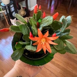 Easter Cactus plant in Somewhere on Earth