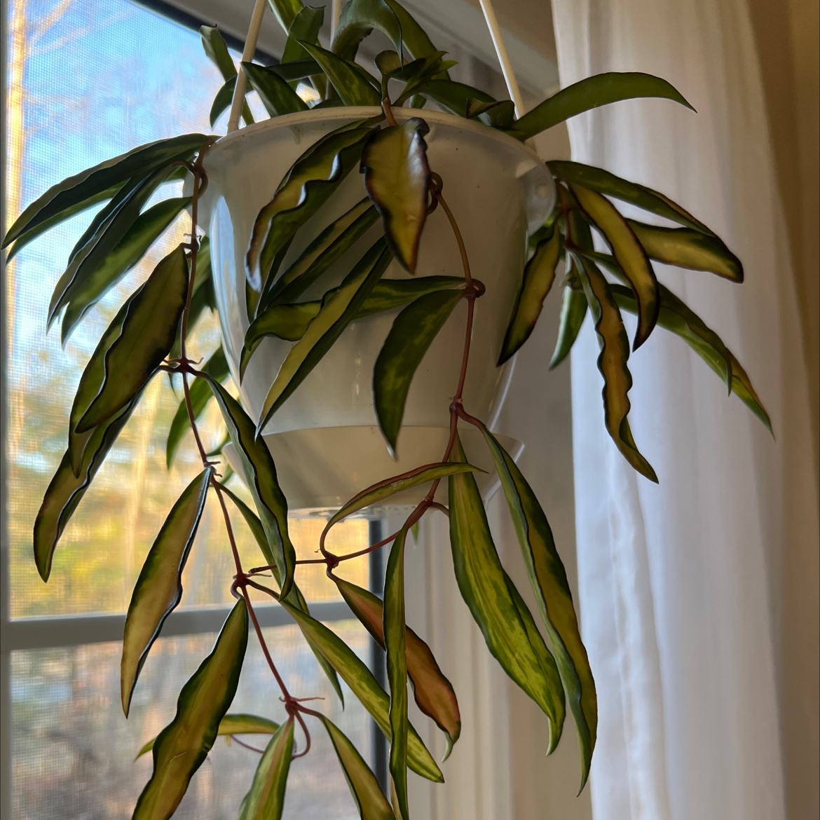 Stringbean Hoya plant in a hanging pot with some yellowing and browning leaves.