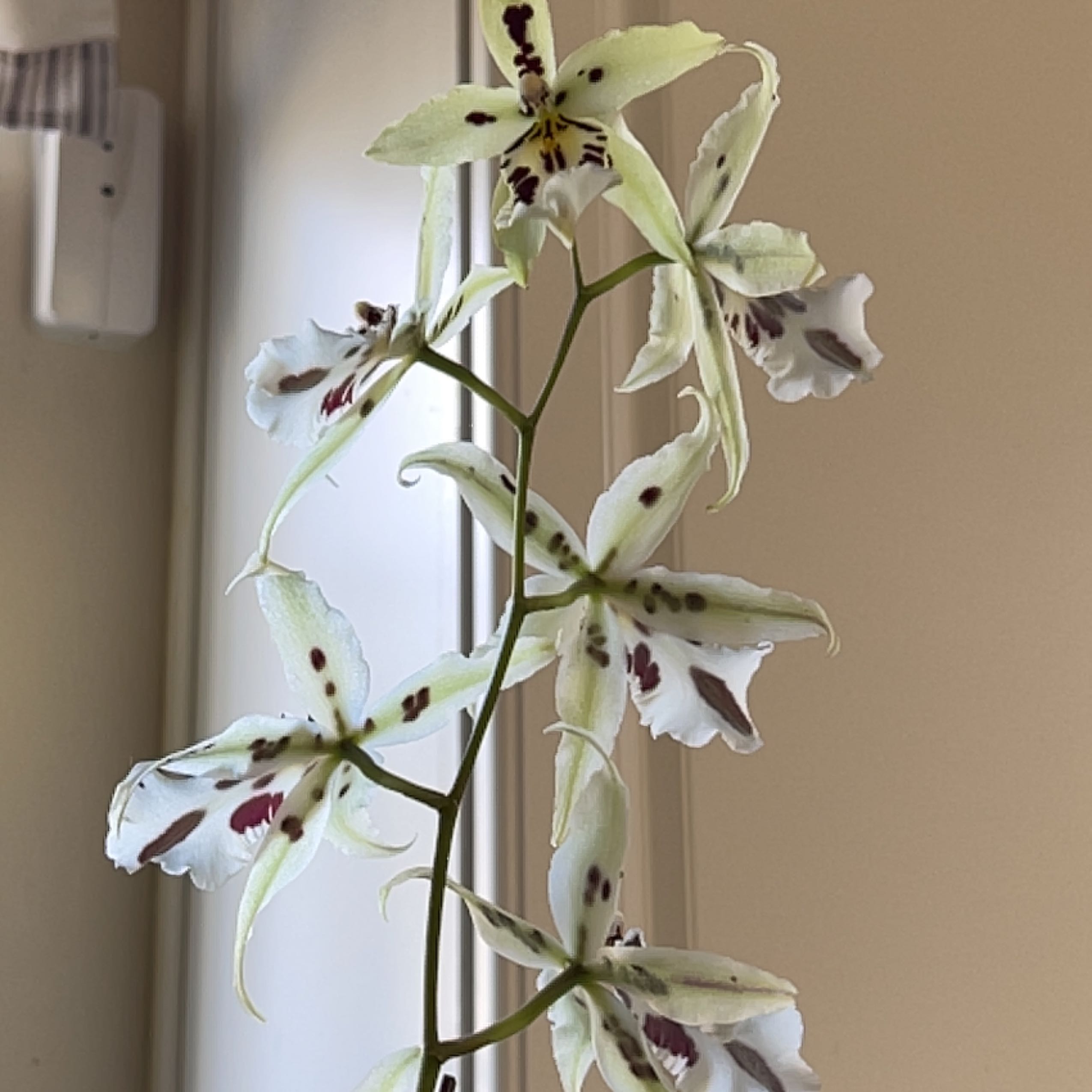 Plant care for Beallara Orchid on Greg, the plant care app