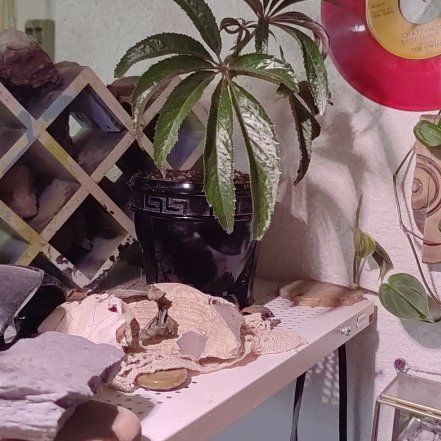 Photo of the plant species Palm Leaf Begonia by @moogstera named Tree Diddy on Greg, the plant care app