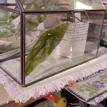 Photo of the plant species Begonia lubbersii by @moogstera named Captain Plant-it on Greg, the plant care app