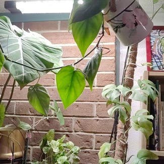 Heartleaf Philodendron plant in Troutdale, Oregon
