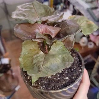 Syngonium Red Plum Allusion plant in Troutdale, Oregon