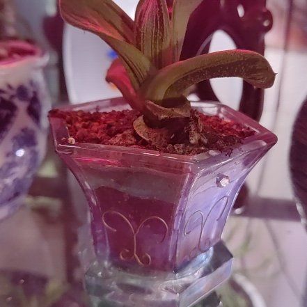 Photo of the plant species Pradera Gasteria by @moogstera named Sigmund on Greg, the plant care app