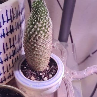 Lady Finger Cactus plant in Troutdale, Oregon