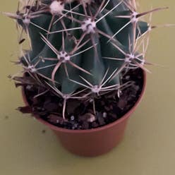 Organ Pipe Cactus plant