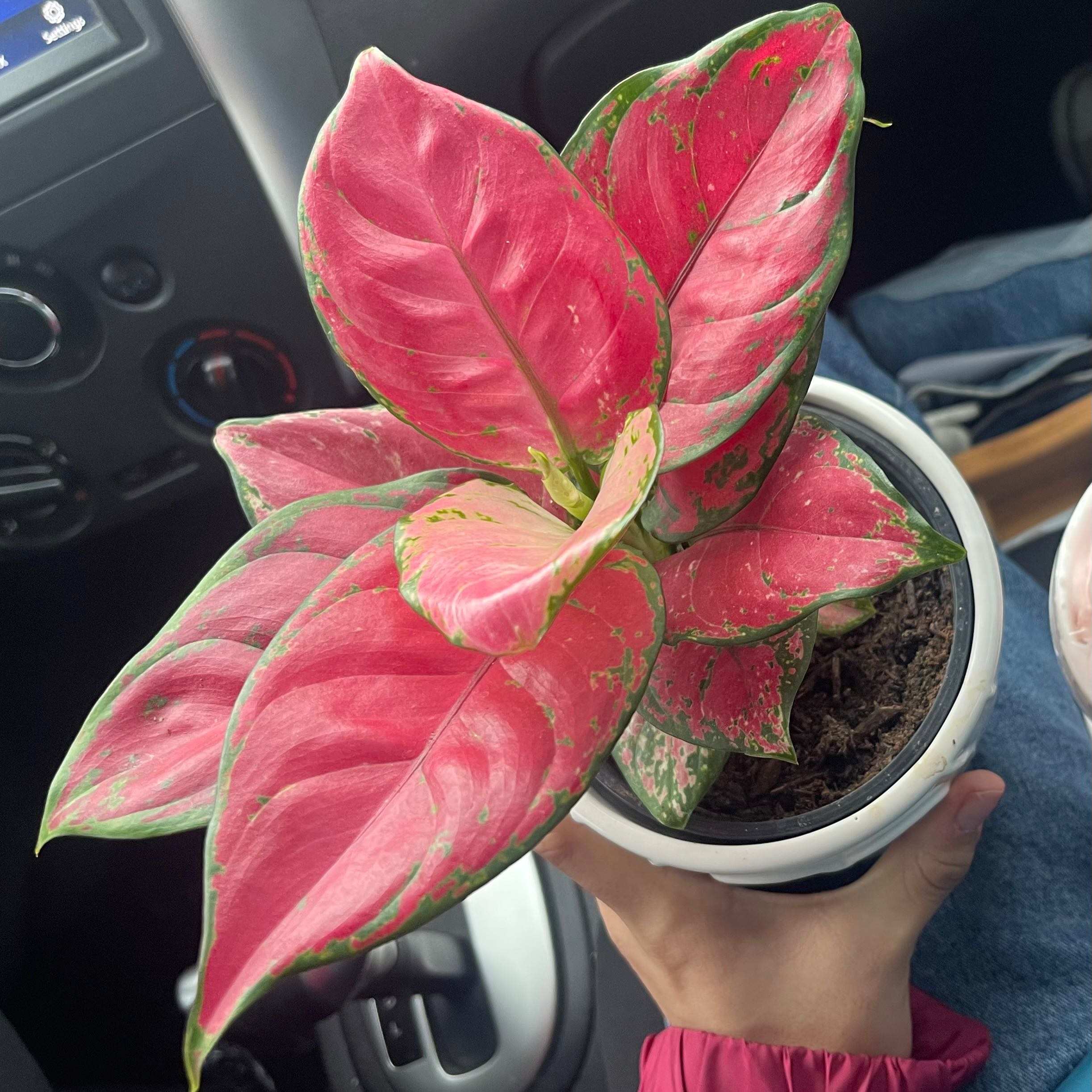 Aglaonema 'Red Valentine' plant with vibrant red and green leaves in a white pot.