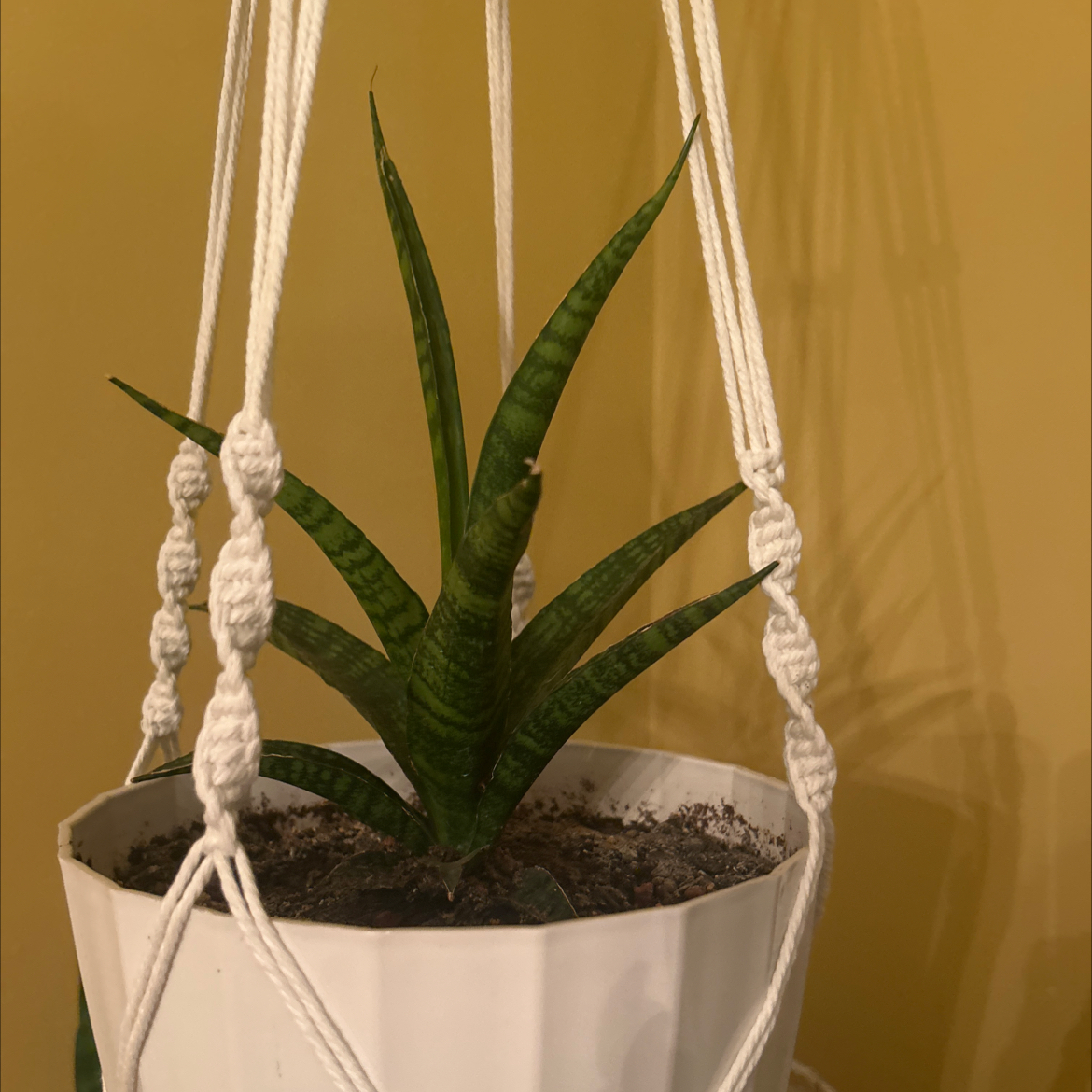 Photo of the plant species Sanseveria fernwood by @SilkyRichweed named Milani on Greg, the plant care app