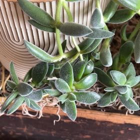Photo of the plant species Trailing Jade by @SilkyRichweed named Naomi & Aria on Greg, the plant care app