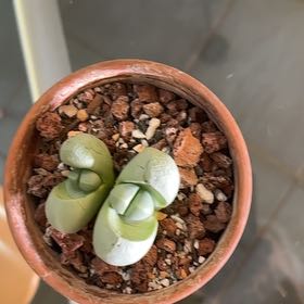 Photo of the plant species Argyroderma delaetii by @NewGooseberry named Clooney on Greg, the plant care app