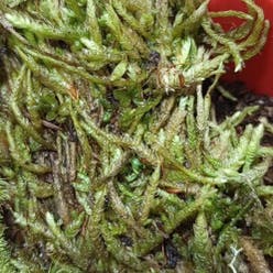 Cypress-Leaved Plait Moss plant