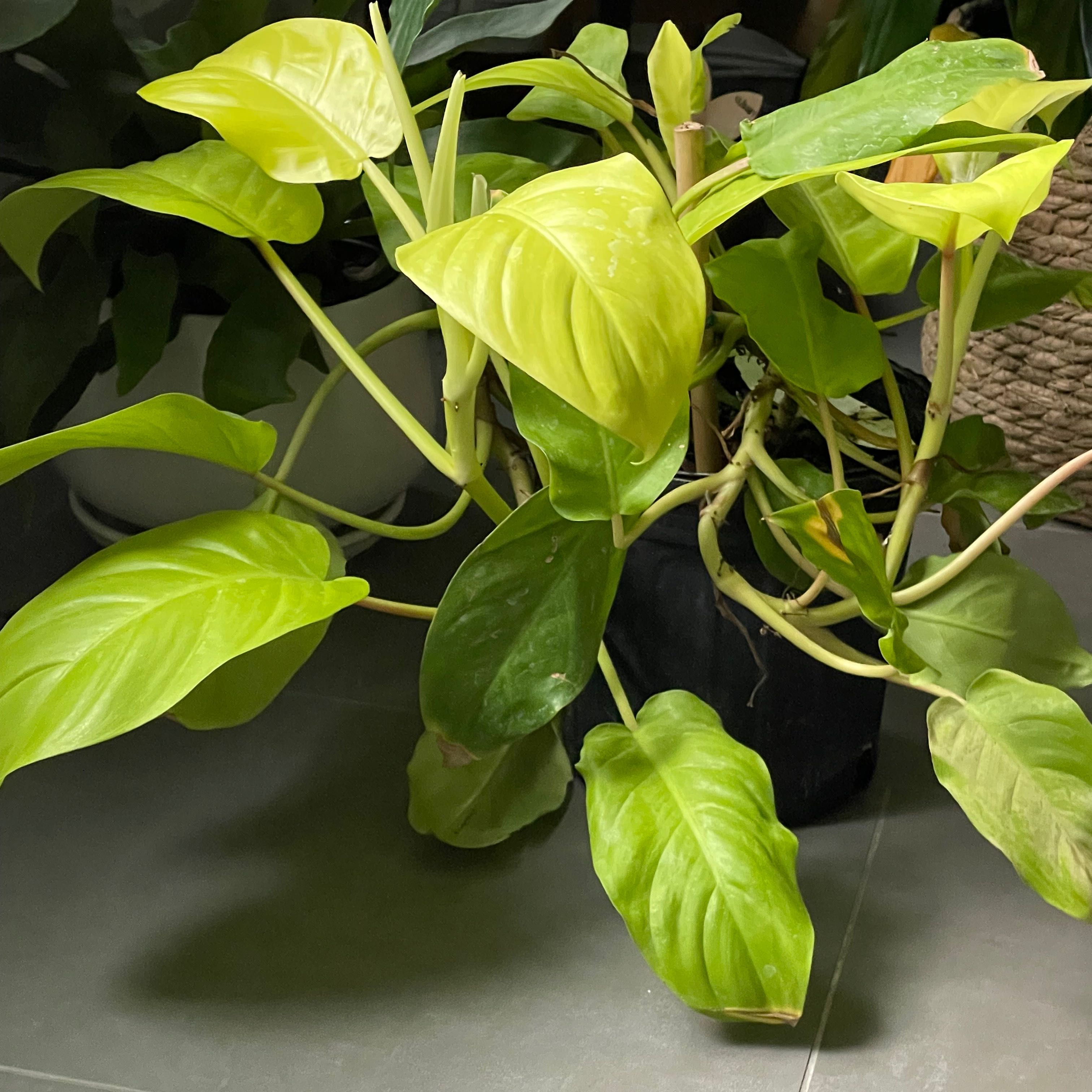 Photo of the plant species Philodendron ‘Ceylon Beauty’ by @DeftBlinks named Xena on Greg, the plant care app