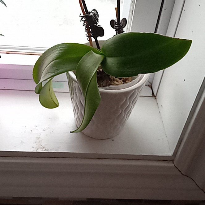 Photo of the plant species Orchid Tree by @SnappyClubmoss named Taylor Swift on Greg, the plant care app