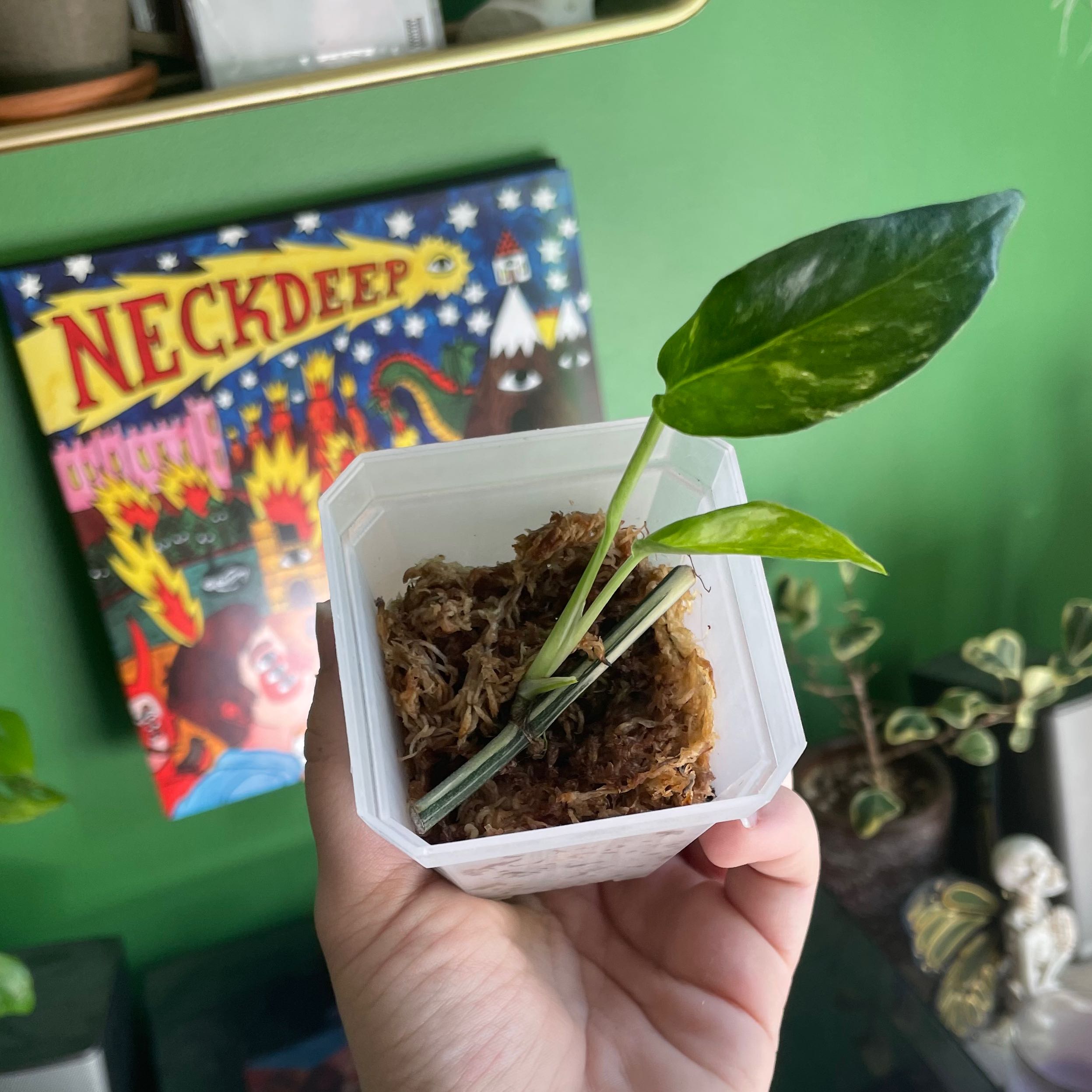 Photo of the plant species Epriprenum Aureum by @grl_plnttattoos named Effie on Greg, the plant care app