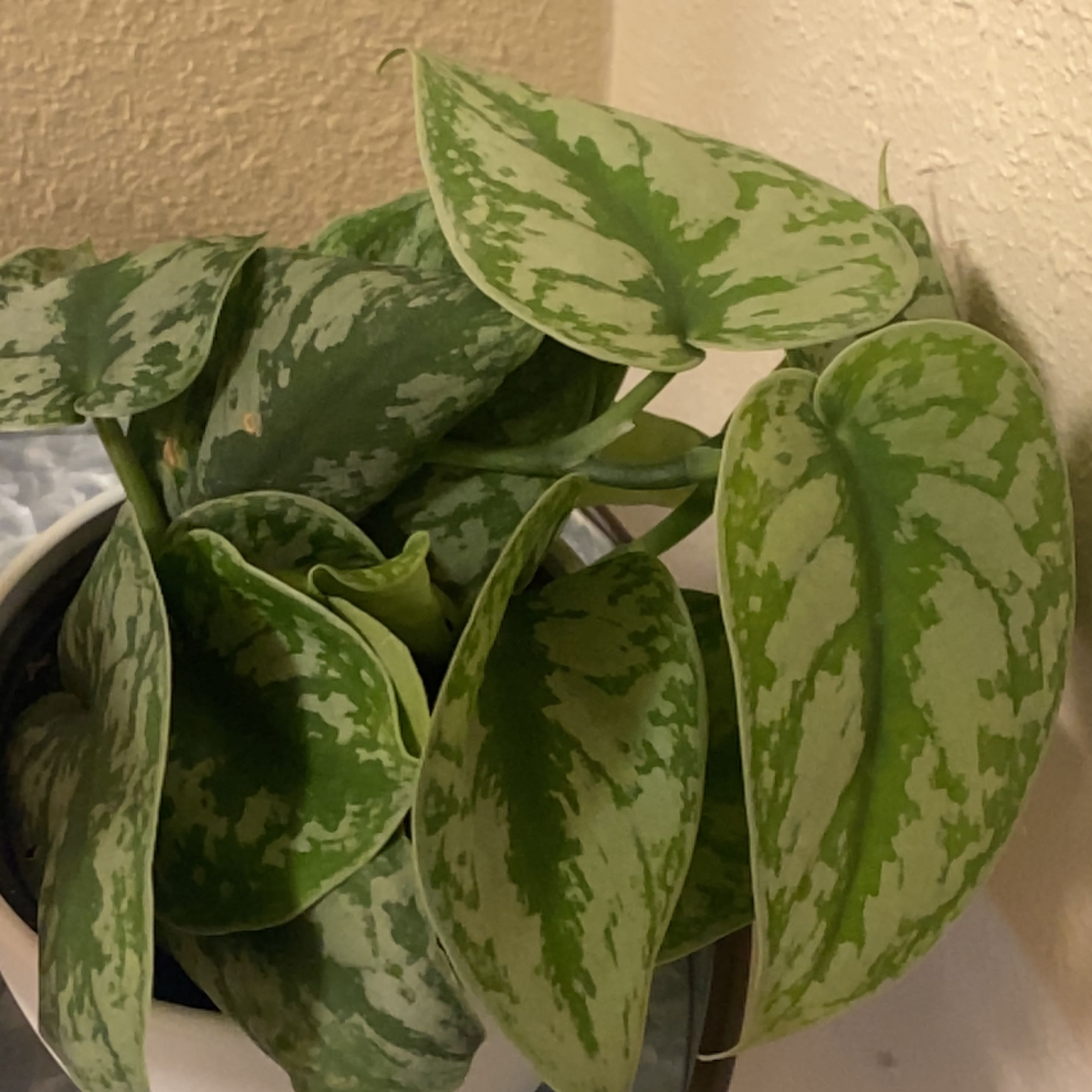 Photo of the plant species Exotica Weeping FIg by @ExecBoxholly named The Brain on Greg, the plant care app