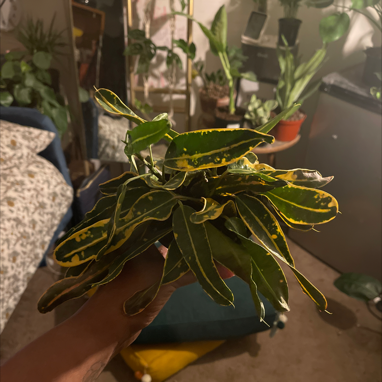 Banana Croton plant with yellow variegated leaves held by a hand, other plants in the background.