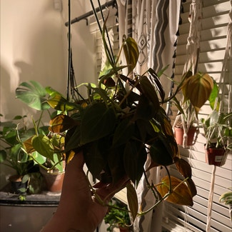 Philodendron Micans plant in Las Vegas, Nevada