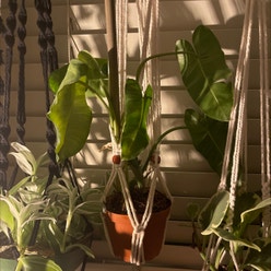 Burle Marx plant