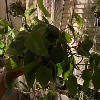 Heartleaf Philodendron plant in Las Vegas, Nevada