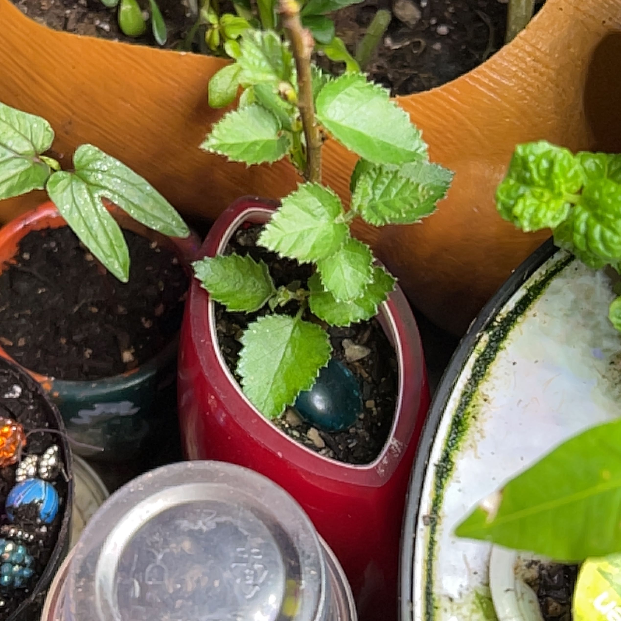 Photo of the plant species Swedish Ivy by @SisterLambsear named Sol on Greg, the plant care app