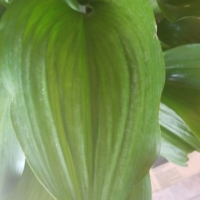 Plant care for Tibetan Paris on Greg, the plant care app