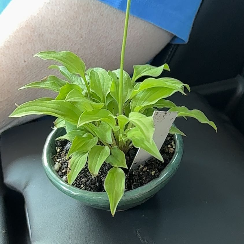 Photo of the plant species Blue Mouse Ear Hosta by @Jennaaislinn named Nibbles (aka Tuffy) on Greg, the plant care app