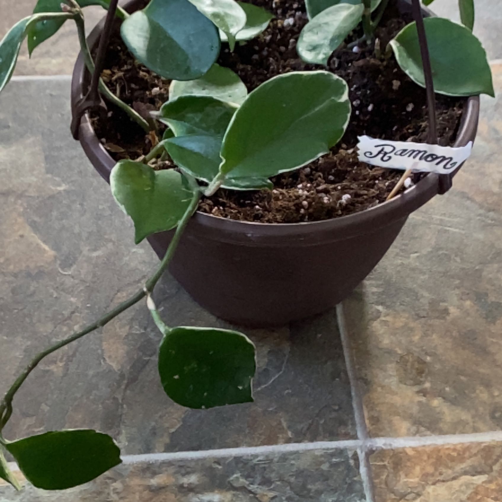 Photo of the plant species Hoya Jade by @SereneBunyapine named Orwell on Greg, the plant care app