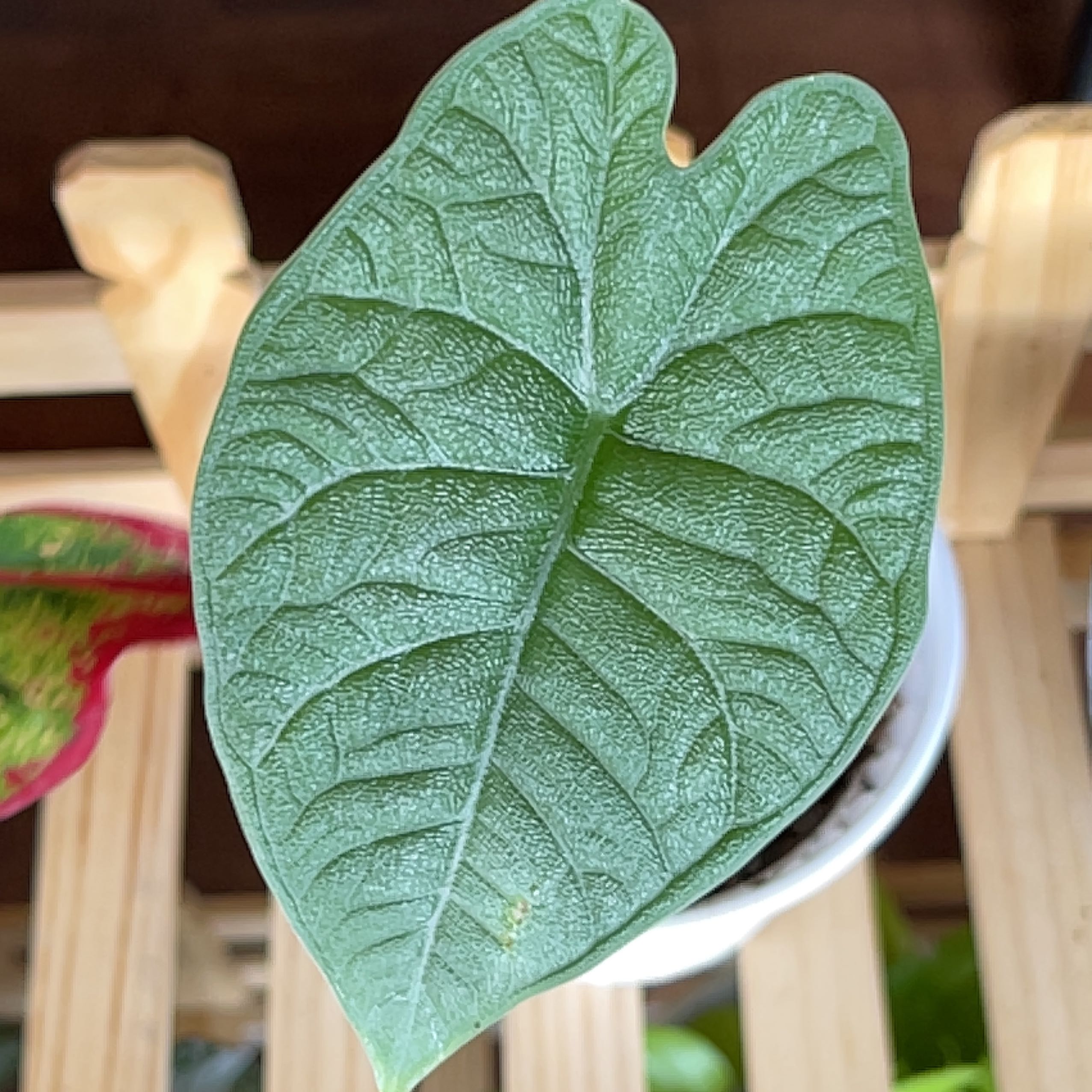 Close-up of a healthy Alocasia 'Rugosa' leaf with a textured surface.