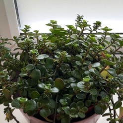 Sedum 'Himalayan Skies' plant