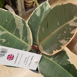 Variegated Rubber Tree plant