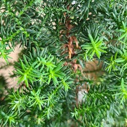 English Yew plant