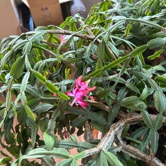 Christmas Cactus plant in Killingly, Connecticut