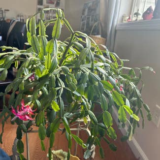 Christmas Cactus plant in Killingly, Connecticut