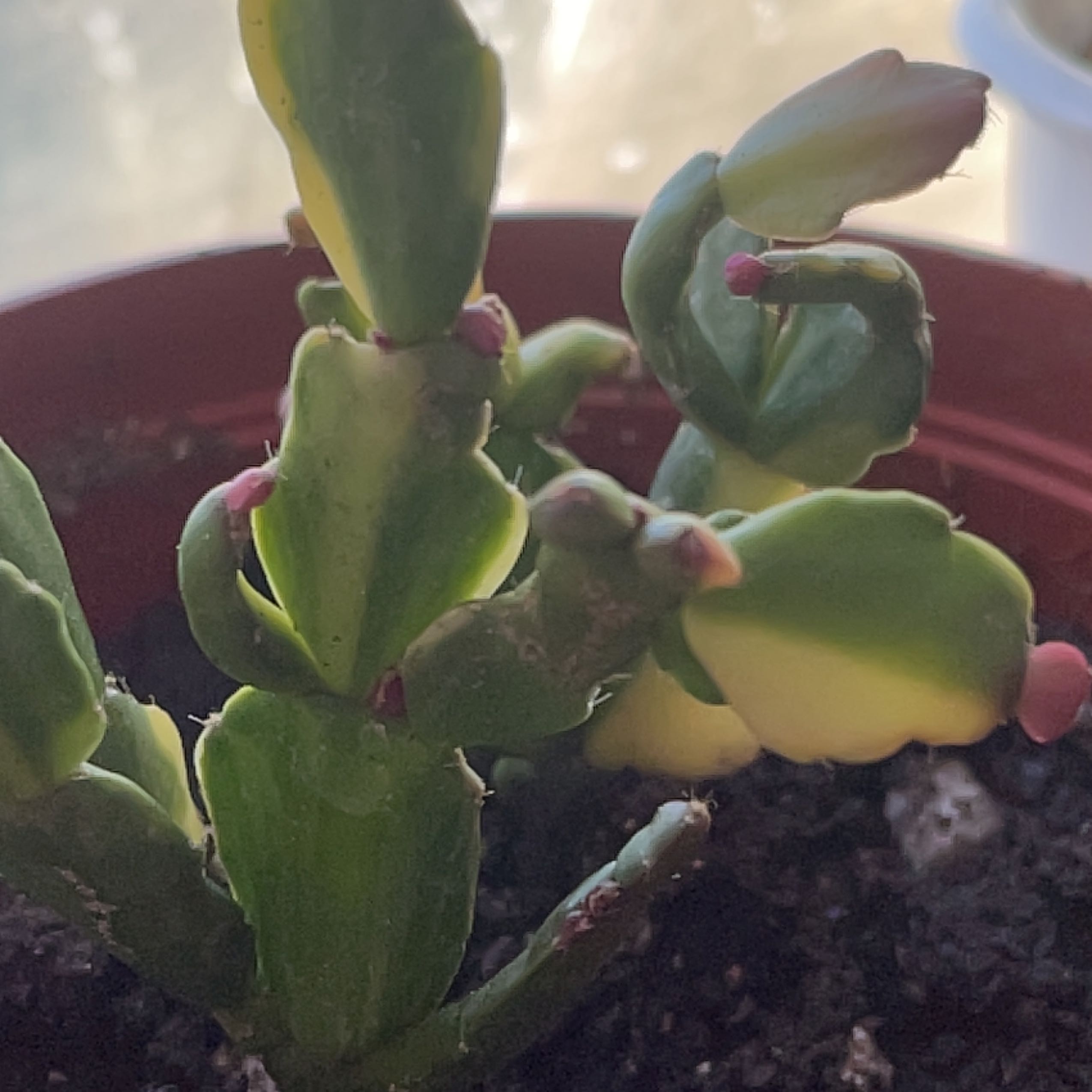 Photo of the plant species Variegated Christmas Cactus by @LordlyAirplant named Sir Plancelot on Greg, the plant care app