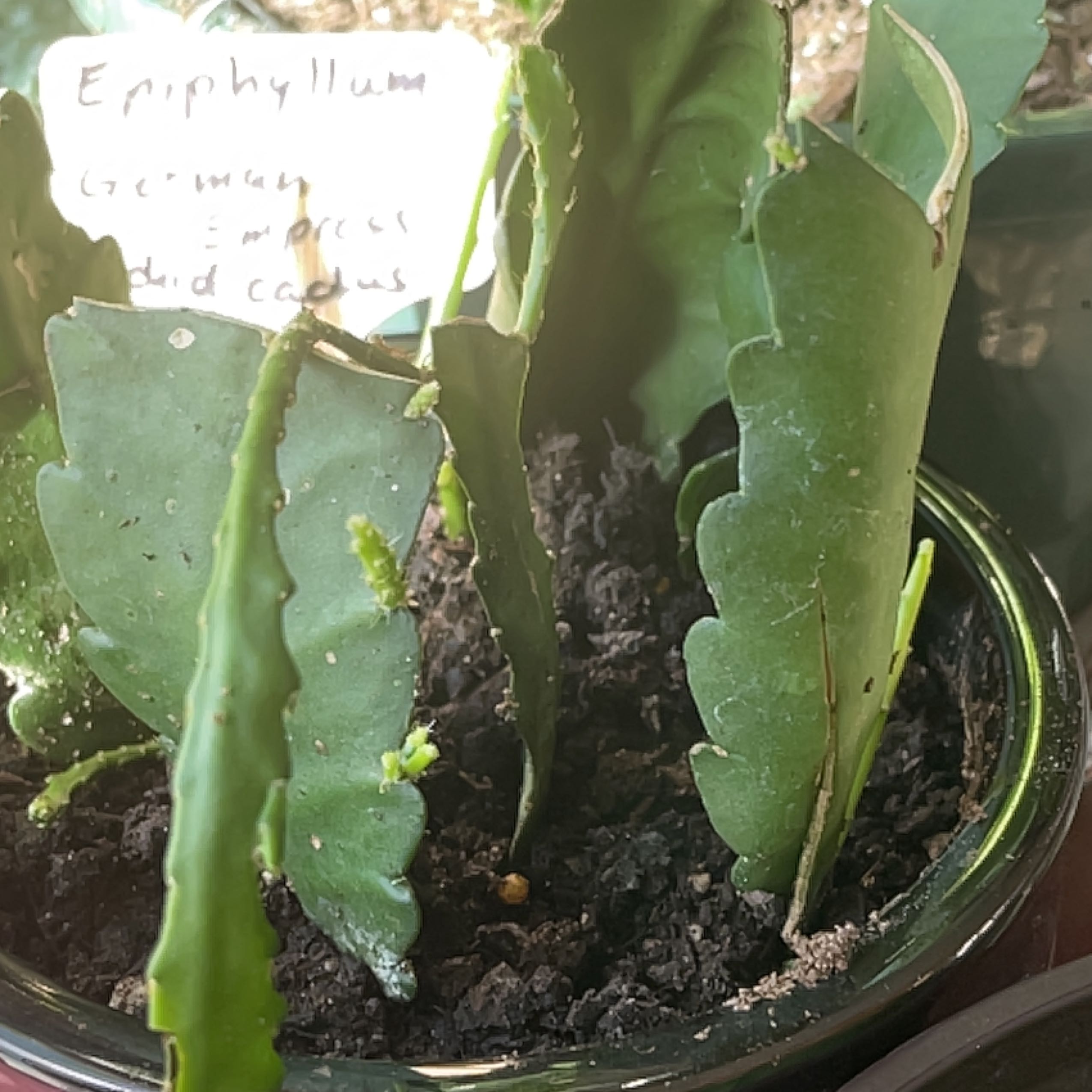 Photo of the plant species Assorted Epiphyllum by @LordlyAirplant named Kobe on Greg, the plant care app