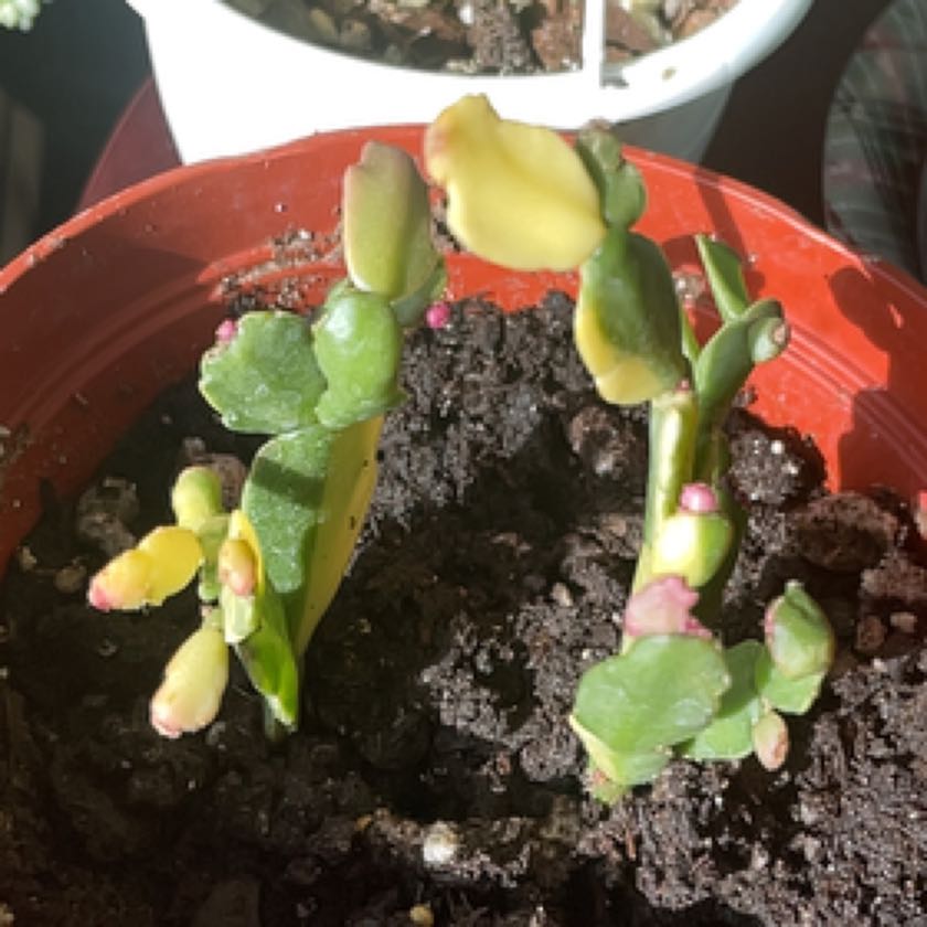 Photo of the plant species Variegated Christmas Cactus by @LordlyAirplant named Baesil on Greg, the plant care app