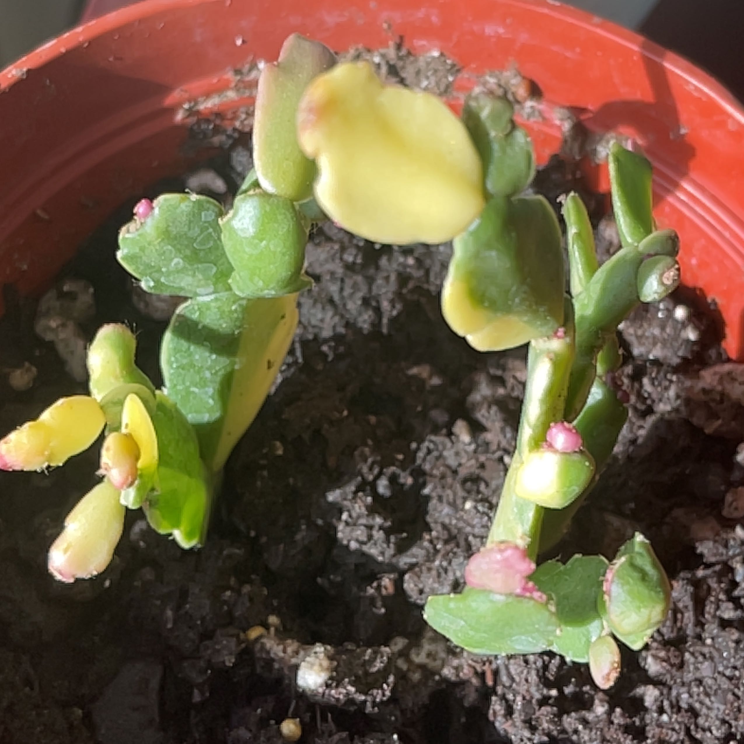 Photo of the plant species Variegated Christmas Cactus by @LordlyAirplant named Queen on Greg, the plant care app