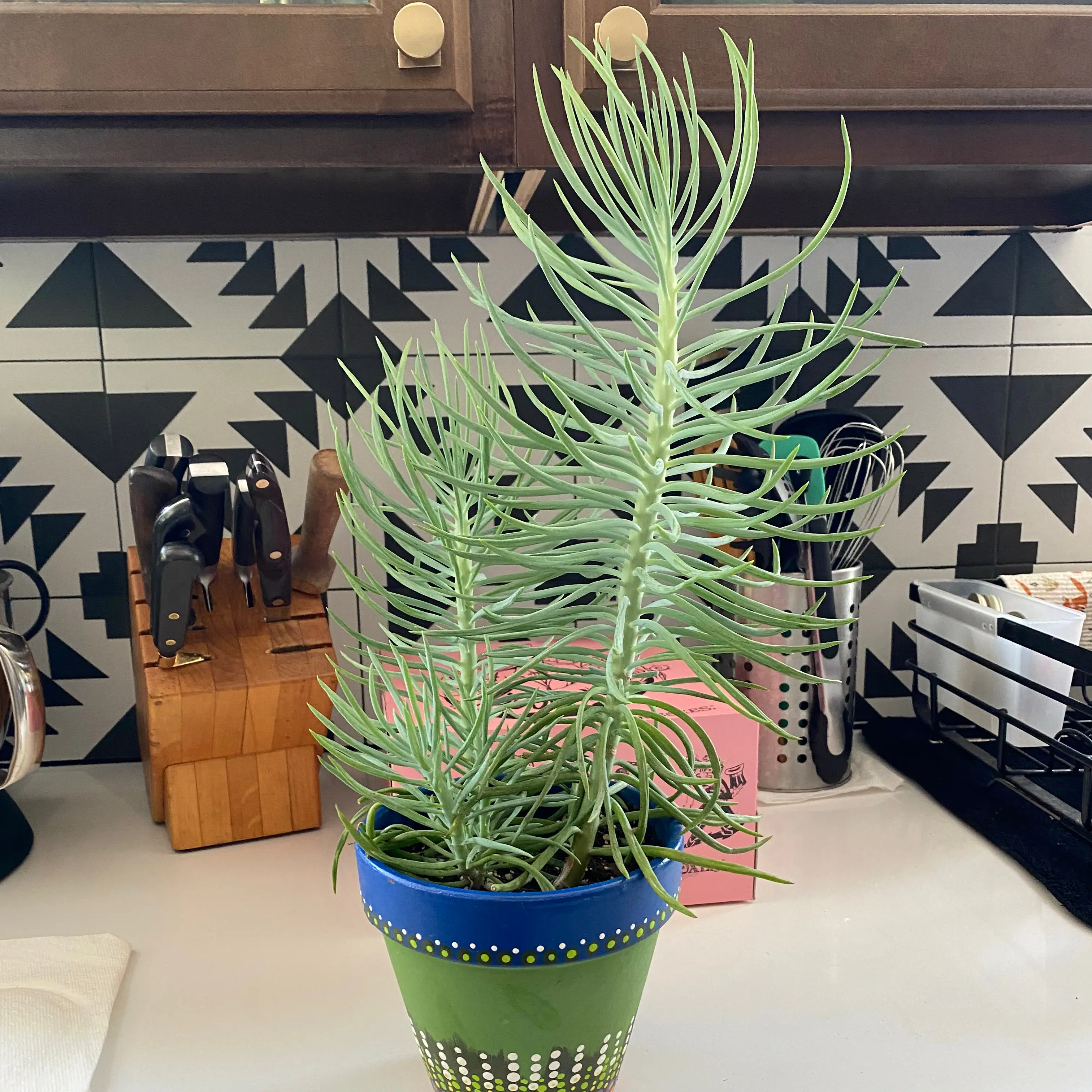 Succulent Bush Senecio plant in a pot on a kitchen counter with utensils and decor in the background.