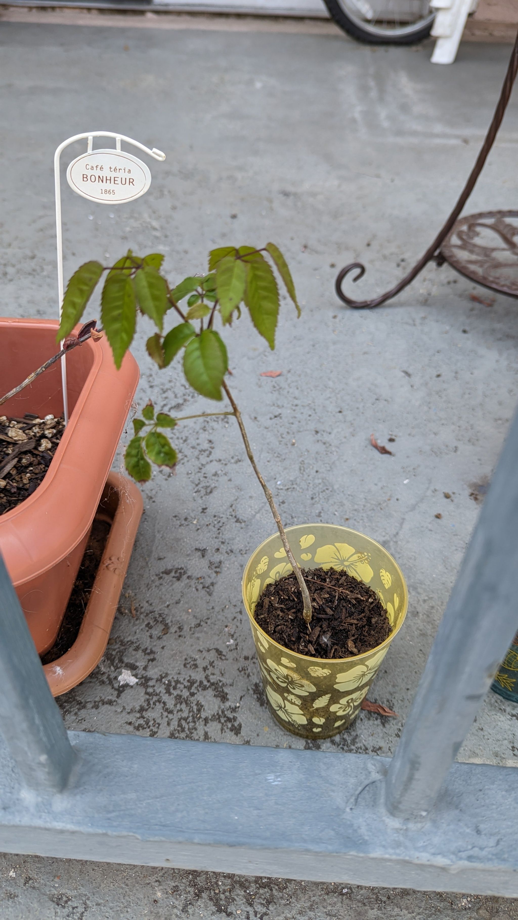 Photo of the plant species Pink Trumpet-Tree by @AzuretheRat named Trumpet on Greg, the plant care app