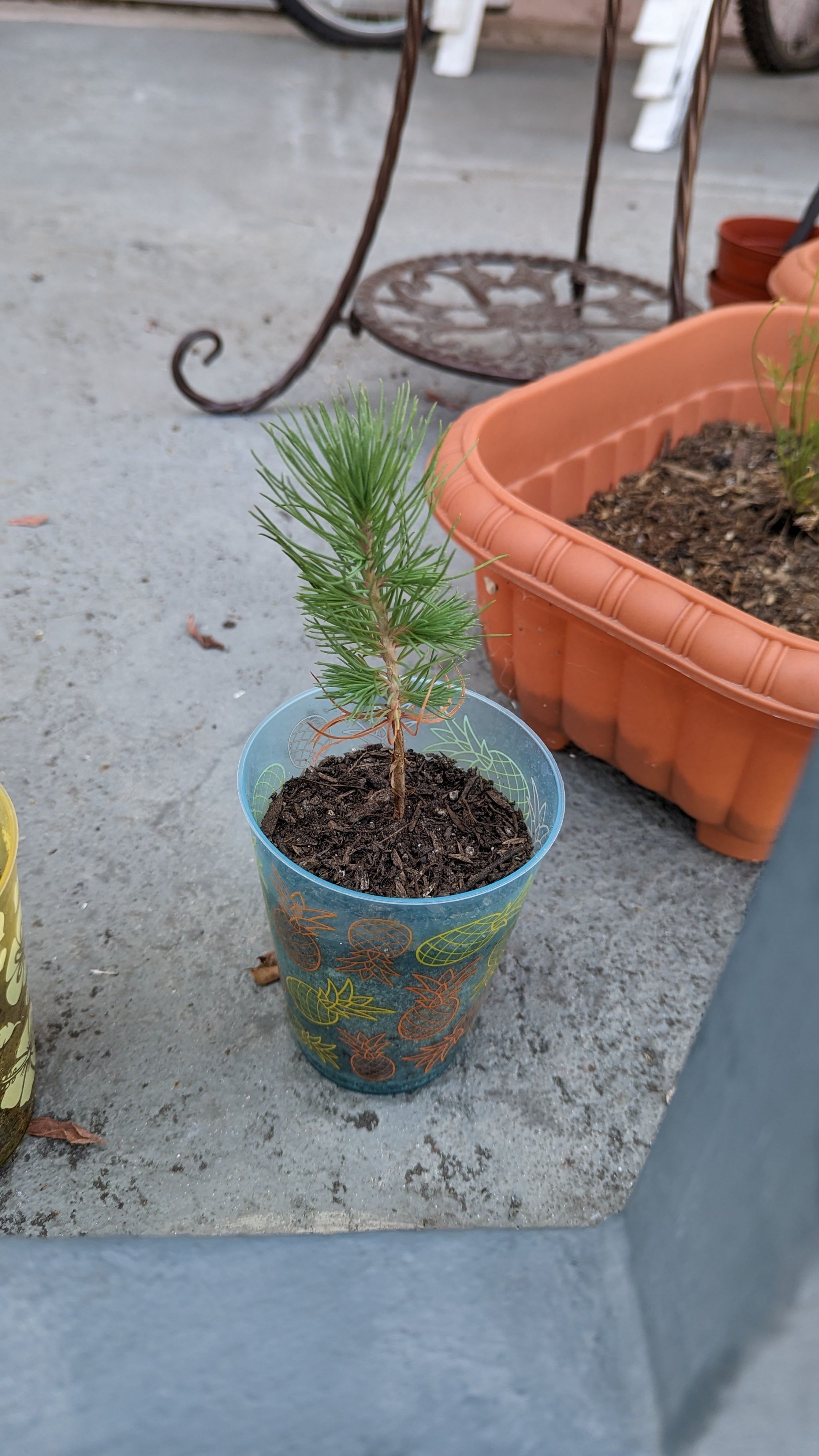 Photo of the plant species Pinyon Pine by @AzuretheRat named Pine on Greg, the plant care app