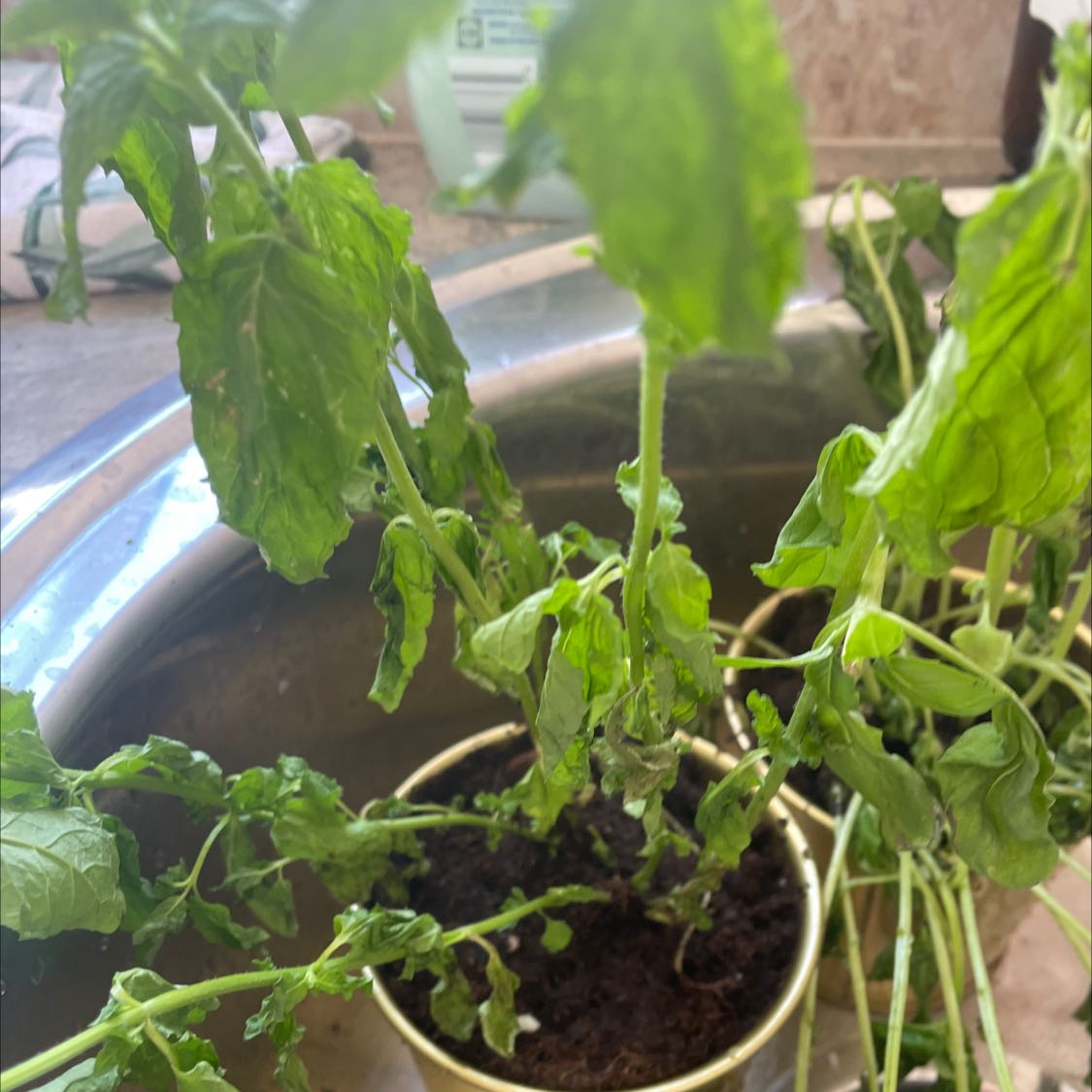 Apple Mint plant with wilted and drooping leaves in a small pot with visible soil.
