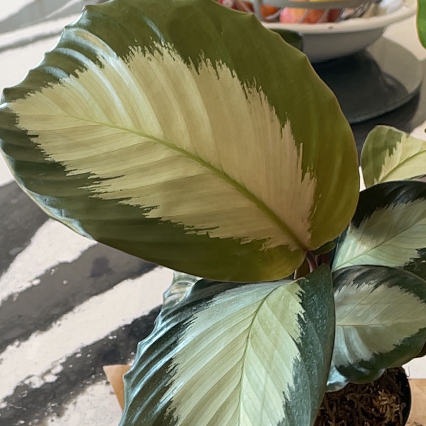 Photo of the plant species Prayer Plant by @ShowyLoquat named Hemingway on Greg, the plant care app