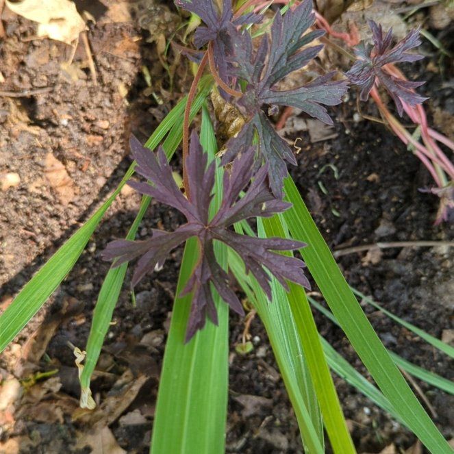 Photo of the plant species Dwarf Larkspur by @RightlyJuniper named Homer on Greg, the plant care app