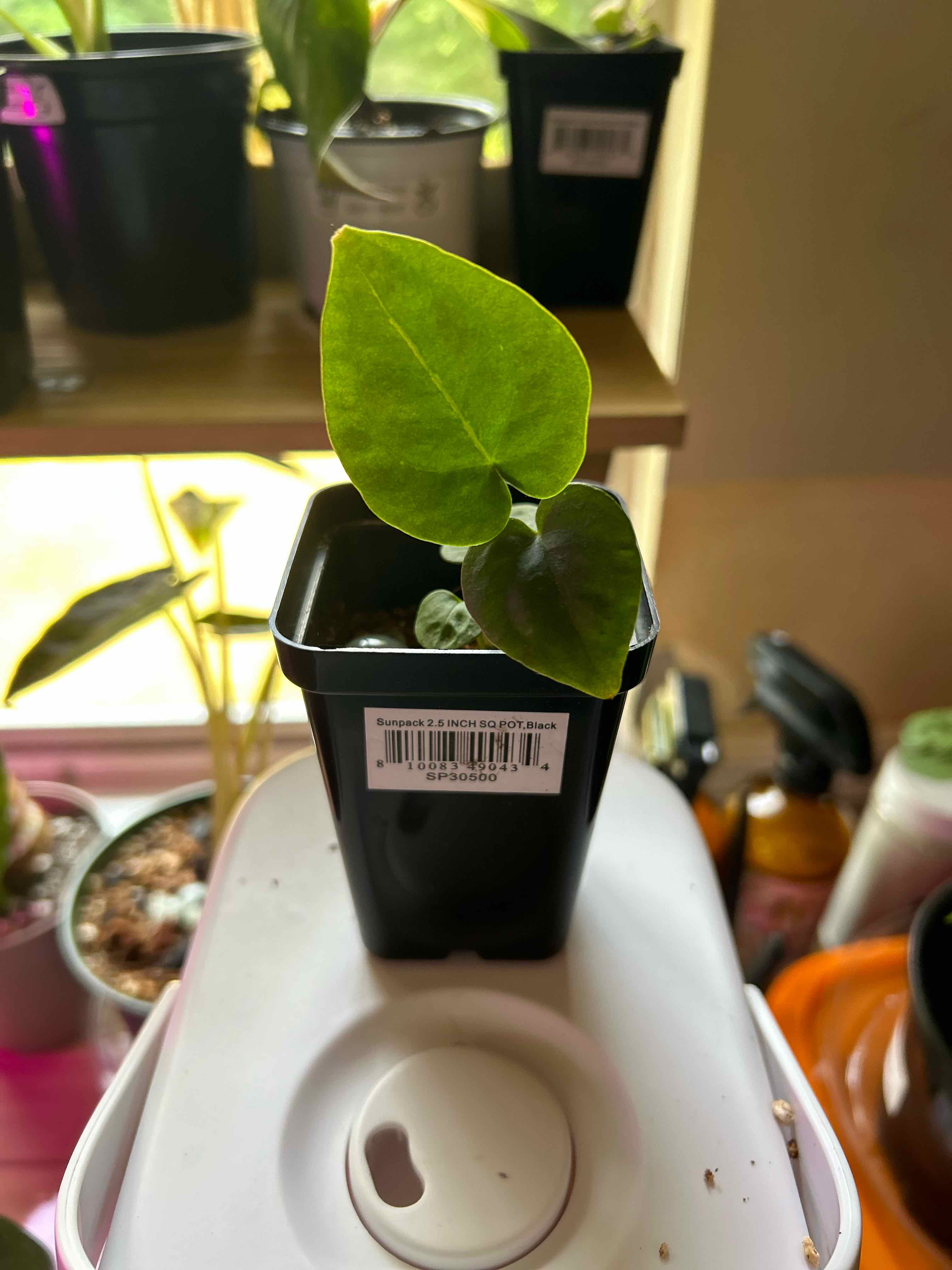 Young Anthurium forgetii plant in a black pot with healthy green leaves, indoors.