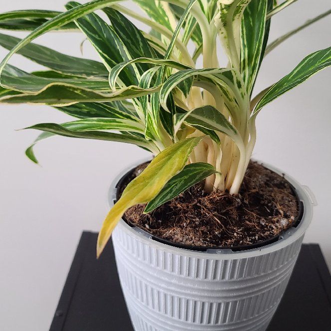 Photo of the plant species Chinese Evergreen Bai Kaw by @OpenlyCarrot named Fredrick Douglas on Greg, the plant care app