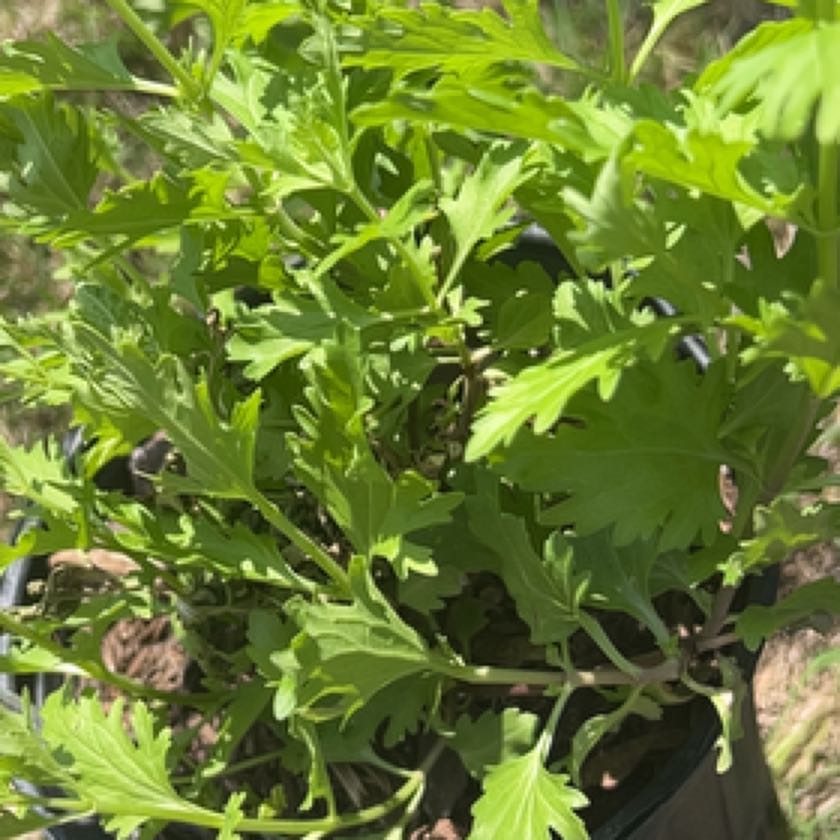 Photo of the plant species Mistflower by @StarAchiote named Gobi on Greg, the plant care app