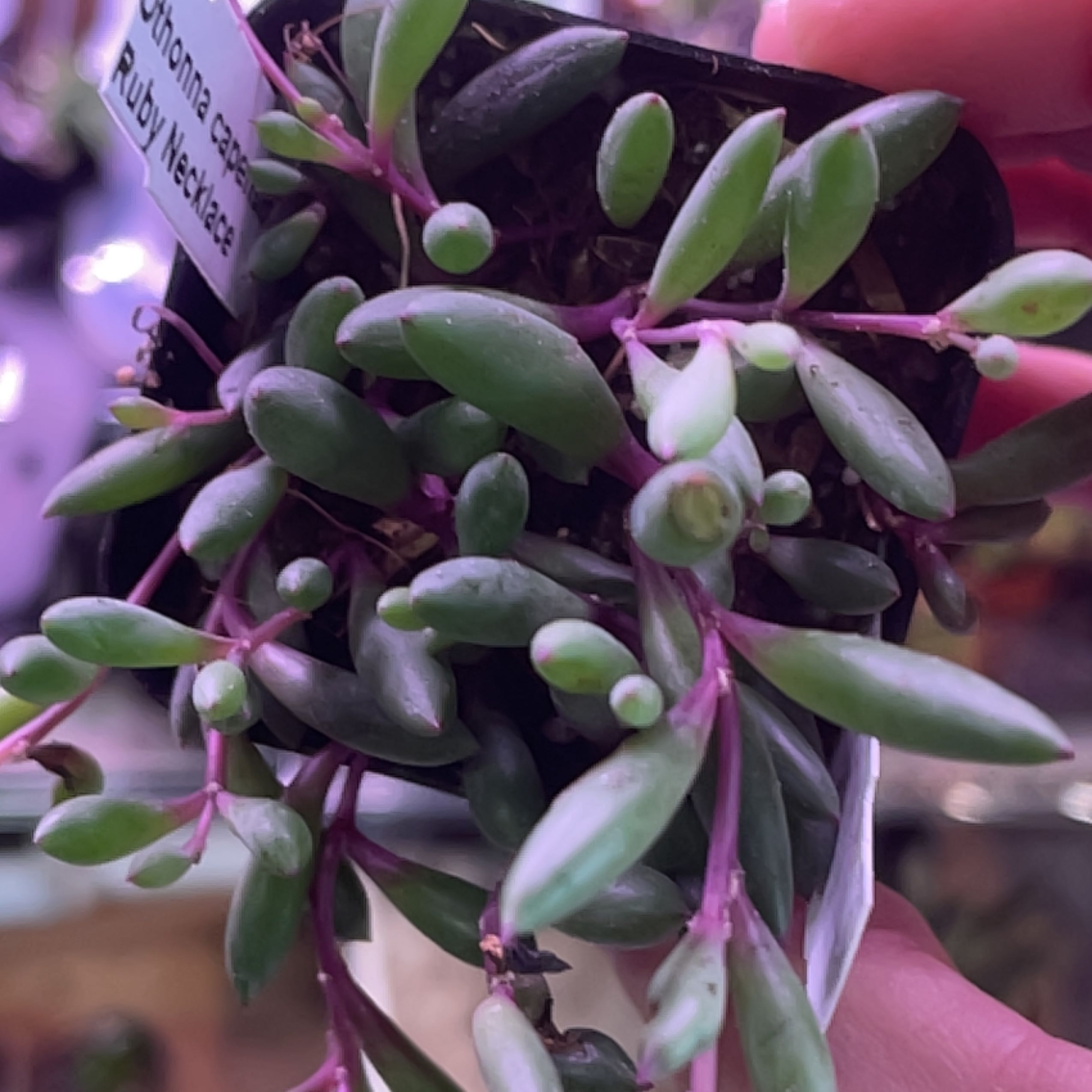 Shoreline Sea Purslane with succulent-like leaves and purple stems, held by a hand.