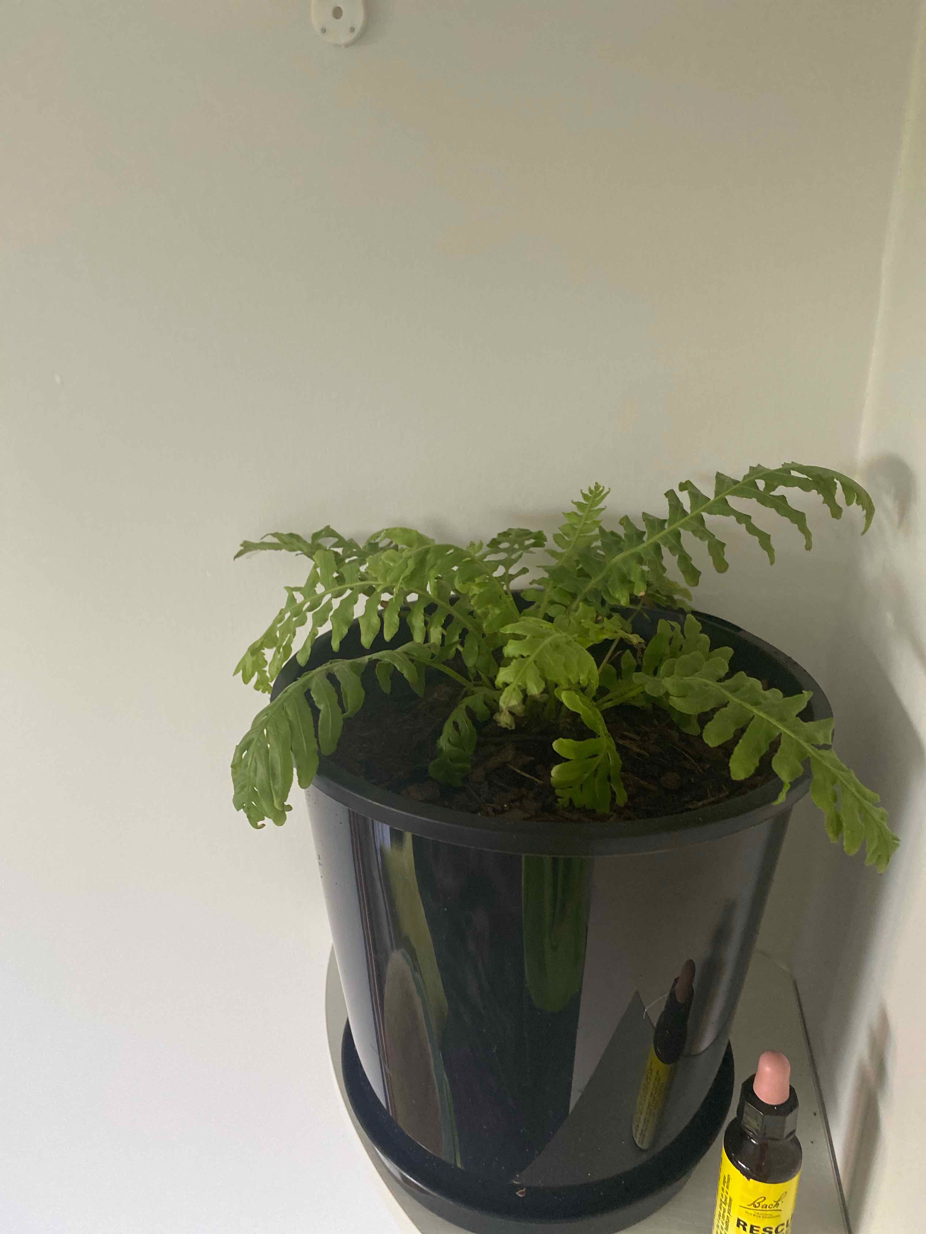 Fishbone Cactus in a black pot with visible soil, healthy green leaves, and no signs of disease.