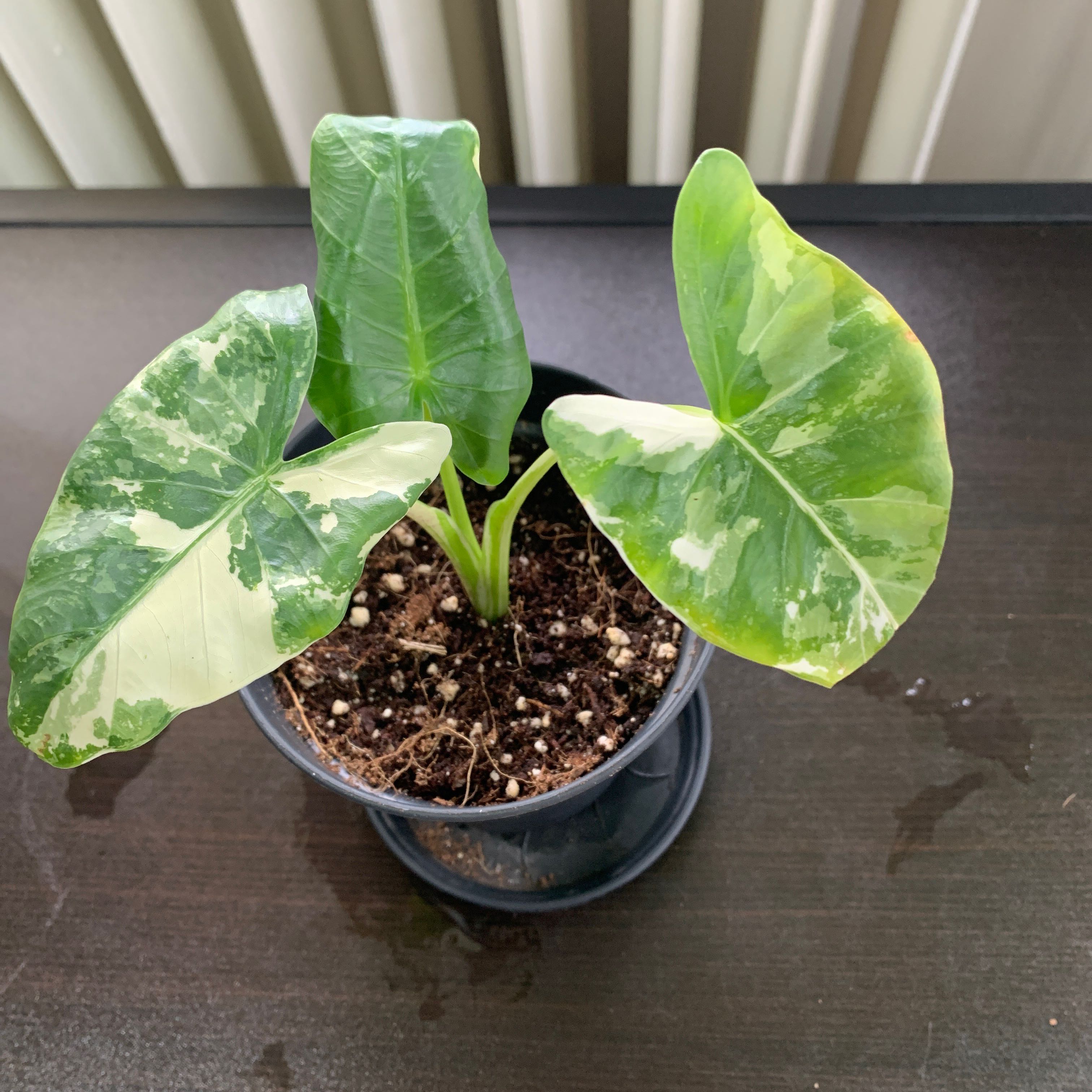Variegated Alocasia plant in a pot with visible soil and healthy leaves.