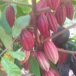 Cacao Tree plant in Somewhere on Earth